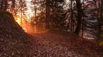 A trail in the woods with trees and leaves