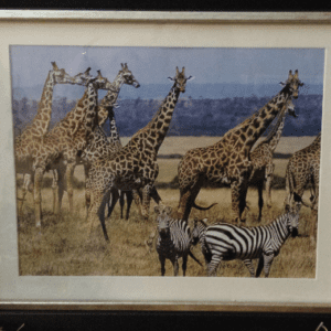 A group of giraffes and zebras in the wild.