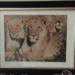 A picture of some lions in a frame.